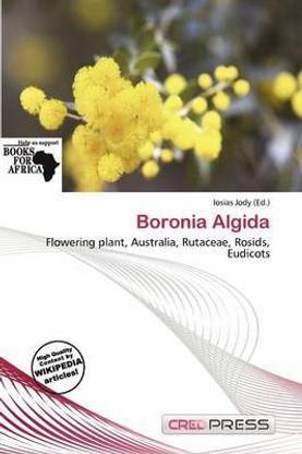Boronia Algida