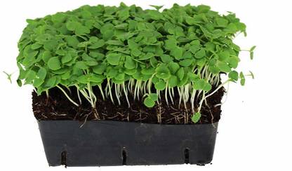 Airex Basil (Genovese Green) Microgreen Seeds Seed