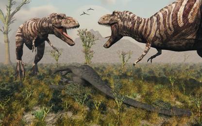 a pair of T Rex dinosaurs over a dead sauropod Canvas Art Canvas Art