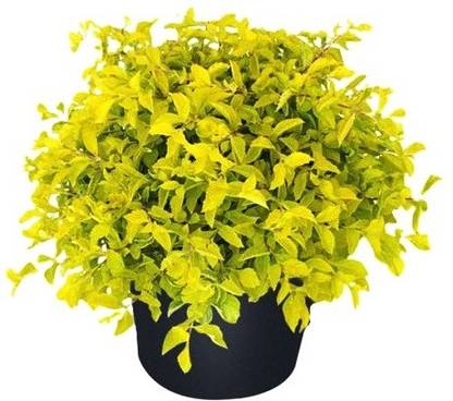 Vijay Sales Duranta Plant
