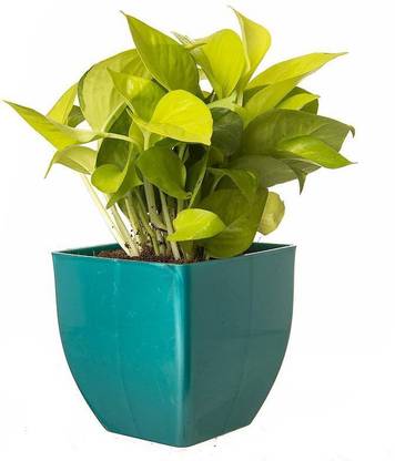 PlantaZee Indoor Oxygen & Air Purifier Plant Golden Pothose in Fiber Pot Seed