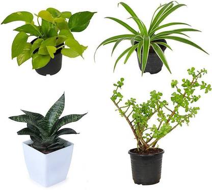PlantaZee Good Luck Air Purifying Oxygen Plants Combo with Green Snake and Money Plant Jade Spider - Pack of 4 Seed