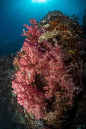 Colorful reef scene with soft coral Cenderawasih Canvas Art