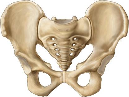 Anatomy of human pelvic bone Canvas Art - Stocktrek Images (17 x 12) Canvas Art