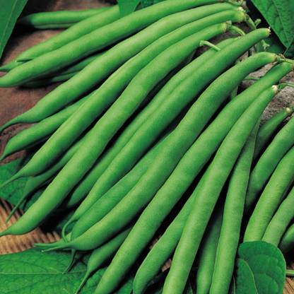 SHOP 360 GARDEN Hybrid French Beans Selection - High Yielding Variety Seeds Seed