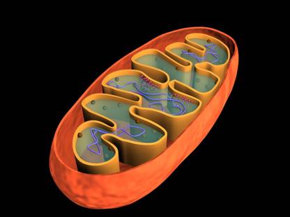 Conceptual image of mitochondria Canvas Art Canvas Art