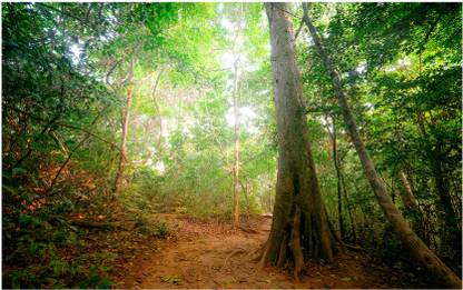 Nature Wall Poster| tropical forest path |Scenery Poster| High Resolution Paper Print