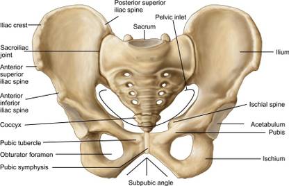 Anatomy of human pelvic bone Canvas Art - Stocktrek Images (34 x 24) Canvas Art