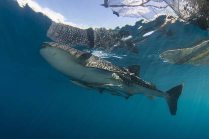 Whale shark with remora Cenderawasih Bay Indonesia Canvas Art - Mathieu MeurStocktrek Images (34 x 23) Canvas Art