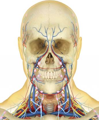 Human face and neck area Canvas Art