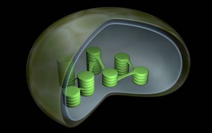 Conceptual image of chloroplast Stocktrek Images Canvas Art