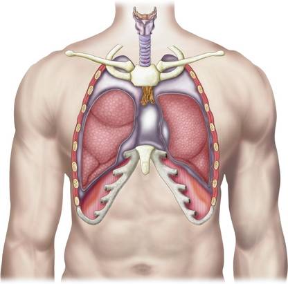 Anatomy of human lungs in situ Canvas Art - Stocktrek Images (16 x 14) Canvas Art