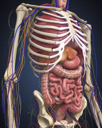 Human midsection with internal organs Canvas Art - Stocktrek Images (26 x 32) Canvas Art