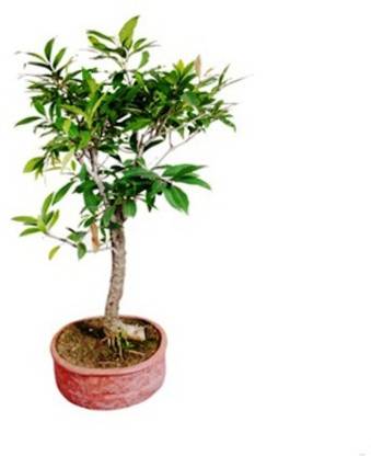 MODERN PLANT Java Plum Plant