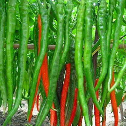 Qualtivate ® Hybrid Green Chilli Seeds Seed