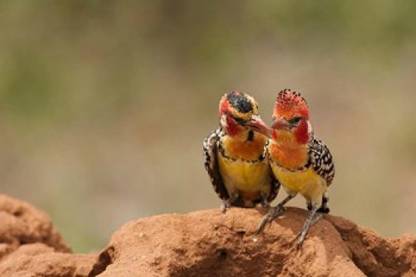 Kenya Samburu Red-Yellow Barbet bird Canvas Art - Joe & Mary Ann McDon Canvas Art