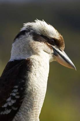 Laughing Kookaburra bird Nambucca Heads NSW Australia Canvas Art - Dav Canvas Art