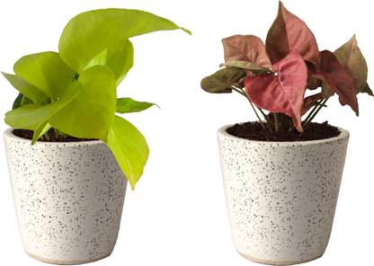 Rolling Nature Money Plant