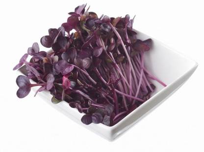 Antier Radish (Sango Red) Microgreen Seeds - Pack Of AVG 30 - 50 Seeds x 8 Packet Seed