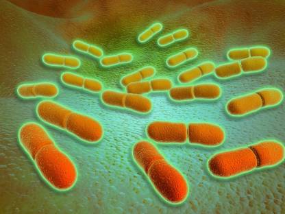 Microscopic view of Listeria monocytogenes Canvas Art Canvas Art
