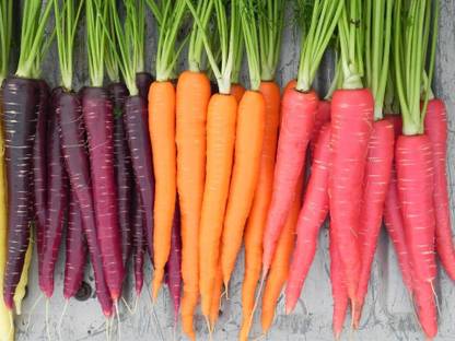 R-DRoz Combo of Carrot Vegetable Seeds- Black Carrot, Orange Carrot & Red Carrot (50 Seeds of each Carrot colour, Total 150 Seeds) Seed