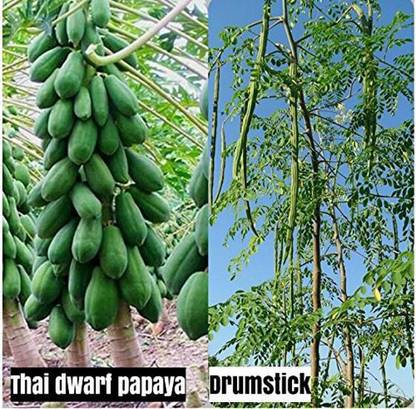 AtoZprintshop Shop 360 Garden Thai Papaya Dwarf Variety, Drumstick/Sajna/Moringa Oleifera Seeds - 20 Seeds Seed