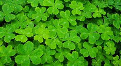 VIDISHAS HORTICULTURE 65pcs Imported LUCKY CLOVER Plant Seed