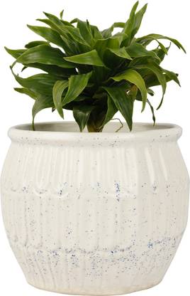 Bright Shop Ceramic Planter Pot ,Big Bowl Planter Handmade White Matte Vase, Indoor Planters,Flower pots,gamla for Indoor,Outdoor,Succulent Pot Ceramic Vase