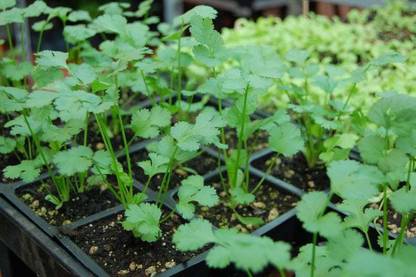 Airex Cilantro (Split Seeds Imported Coriander) Microgreen Seeds - Pack Of AVG 30 - 50 Seeds x 6 Packet Seed