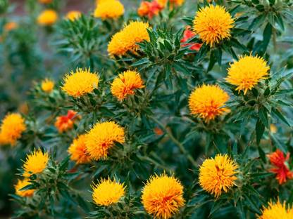 SHOP 360 GARDEN Safflower, Kardai, Kardi Seeds For Growing (Pack of 50 Seeds) Seed