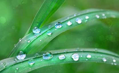 beautiful dew drops sticker poster|save environment|NO plastic|save earth|size:12x18 inch|multicolor Paper Print