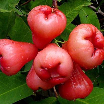 Aywal Apple Hybrid Fruit Seed
