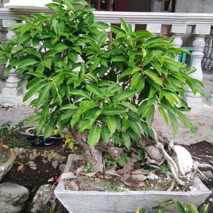 Trothic Mango Plant Price In India Buy Trothic Mango Plant Online At Flipkart Com