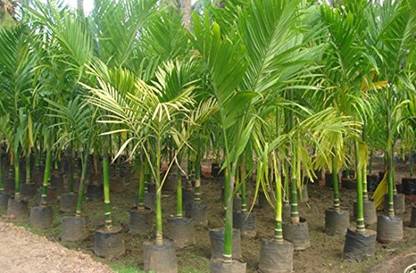 Trothic Gardens Arecanut " Mohit Nagar" Betel Plant Seeds Tree Seeds For Plantation