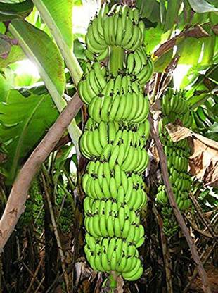 Trothic Gardens Live Banana/Kela Fruit Plant Seed