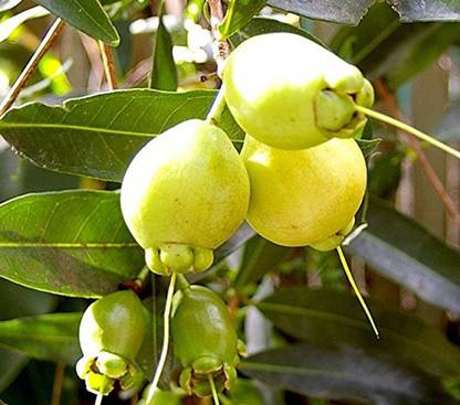 Trothic Gardens Live Rose Apple Gulab Jamun Syzygium Jambos Fruit Plant (1 Healthy Live Plant On Polybag) Seed