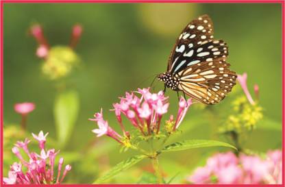 woodjet Nature With Butterfly Photo Album Album