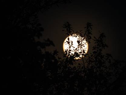 Flowers and full moon |moon quotes Paper Print