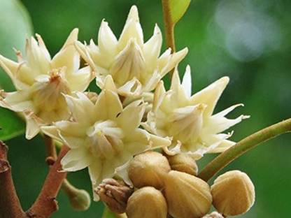 SHOP 360 GARDEN Bakul / Mimusops Elengi Wood / Elanji / Bullet Wood / Elanji / Maulsari / Vajradhanthi / Spanish cherry / Magizham poo Tree Seeds - Pack of 20 Seeds Seed