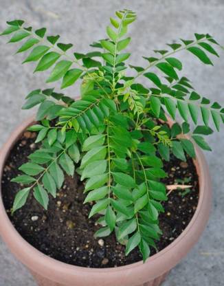 SHOP 360 GARDEN Murraya koenigii / Curry leaf tree / Kadi patta / Karuveppilai / Sweet neem / Karivepaku Seeds For Growing - Pack of 20 Seeds Seed