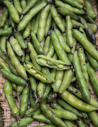 SimXotic Bakla Vegetable Aone Seeds - 30 Seeds Open Pollinated Seed