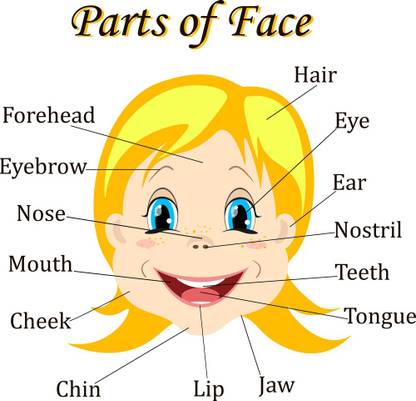 KD parts of face Sticker Poster|Kids learnig Paper Print