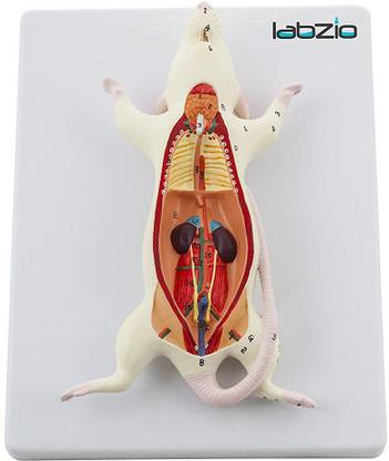 Labzio Rat Dissection Model