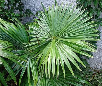SHOP 360 GARDEN Rare Livistona Jenkinsiana, Fan Palm, Major Jenkins' fan palm Ornamental Tree Seeds - Pack of 15 Seeds Seed