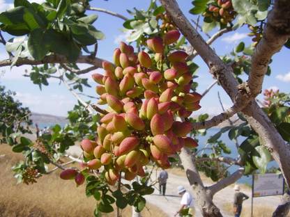 SHOP 360 GARDEN Pistachio, Pista Seeds For Planting (Pack of 10 Seeds) Seed