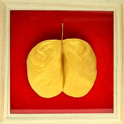 Artej Gold Coloured Apta Leaf in Beautiful Gift Box