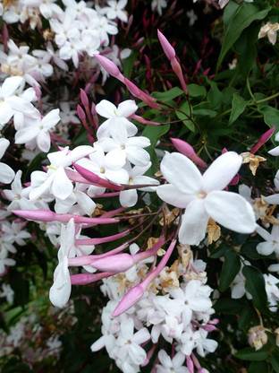 Trothic Jasmine Plant