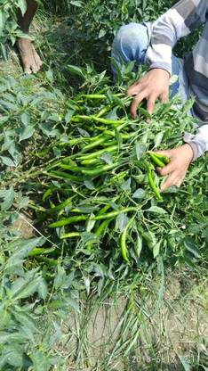 Naaz NAAZ CHILLI SEEDS KIND-F1 HYB.CHILLI VARIETY-SPS-02 Seed