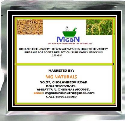 MGBN ORGANIC RICE ~ PADDY ' ORYZA SATIVA'SEEDS HIGH YIELD VARIETY SUITABLE FOR CONTAINER POT CULTURE FANCY GROWING 100 GM Seed