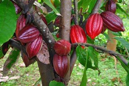 Trothic Gardens Live Fruit Plant Coco/Chocolate Plant Red Cocoa Theobroma Cacao High Yield Plant for Balcony Garden (1 Healthy Live Plant) Seed